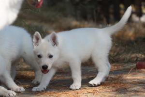 White-Swiss-Shepherd-Puppies-06062019-0462