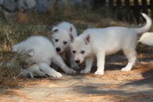 White-Swiss-Shepherd-Puppies-06062019-0463