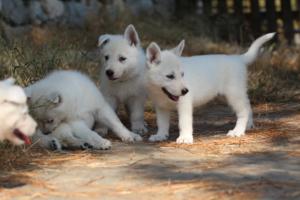 White-Swiss-Shepherd-Puppies-06062019-0465