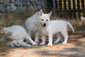 White-Swiss-Shepherd-Puppies-06062019-0467
