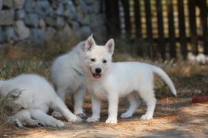 White-Swiss-Shepherd-Puppies-06062019-0468