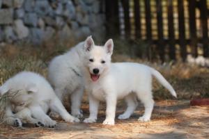 White-Swiss-Shepherd-Puppies-06062019-0470