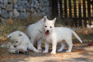 White-Swiss-Shepherd-Puppies-06062019-0472