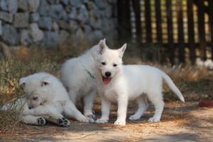 White-Swiss-Shepherd-Puppies-06062019-0473