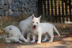 White-Swiss-Shepherd-Puppies-06062019-0474