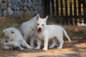 White-Swiss-Shepherd-Puppies-06062019-0475