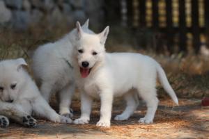 White-Swiss-Shepherd-Puppies-06062019-0477
