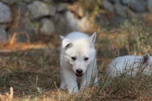 White-Swiss-Shepherd-Puppies-06062019-0479