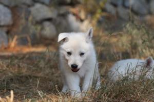 White-Swiss-Shepherd-Puppies-06062019-0480