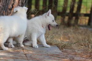 White-Swiss-Shepherd-Puppies-06062019-0483