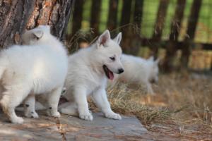 White-Swiss-Shepherd-Puppies-06062019-0485