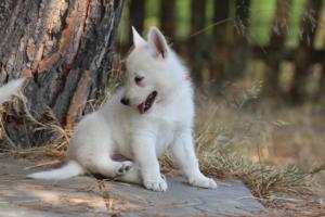 White-Swiss-Shepherd-Puppies-06062019-0491
