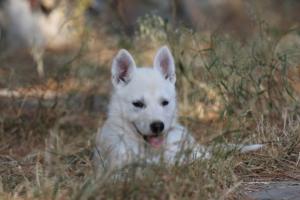 White-Swiss-Shepherd-Puppies-06062019-0494