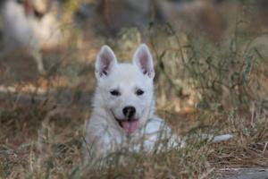 White-Swiss-Shepherd-Puppies-06062019-0495