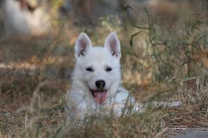 White-Swiss-Shepherd-Puppies-06062019-0498