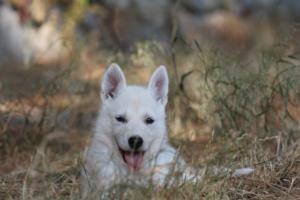 White-Swiss-Shepherd-Puppies-06062019-0500