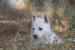 White-Swiss-Shepherd-Puppies-06062019-0503