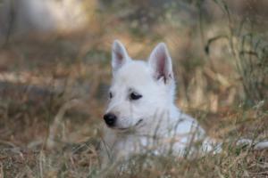 White-Swiss-Shepherd-Puppies-06062019-0504