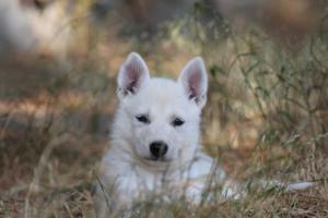 White-Swiss-Shepherd-Puppies-06062019-0506