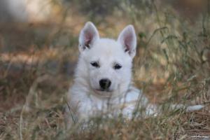 White-Swiss-Shepherd-Puppies-06062019-0507