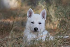 White-Swiss-Shepherd-Puppies-06062019-0508
