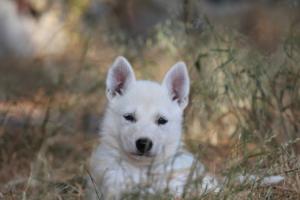White-Swiss-Shepherd-Puppies-06062019-0509