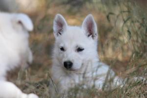 White-Swiss-Shepherd-Puppies-06062019-0510
