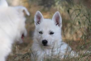 White-Swiss-Shepherd-Puppies-06062019-0511