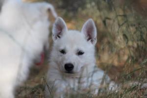 White-Swiss-Shepherd-Puppies-06062019-0512