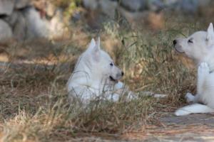 White-Swiss-Shepherd-Puppies-06062019-0513