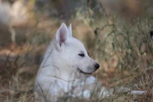 White-Swiss-Shepherd-Puppies-06062019-0516
