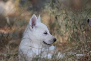 White-Swiss-Shepherd-Puppies-06062019-0517