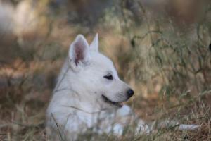 White-Swiss-Shepherd-Puppies-06062019-0518