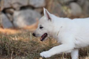 White-Swiss-Shepherd-Puppies-06062019-0523