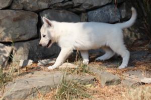 White-Swiss-Shepherd-Puppies-06062019-0528
