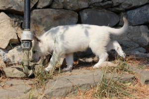 White-Swiss-Shepherd-Puppies-06062019-0530