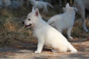 White-Swiss-Shepherd-Puppies-06062019-0534