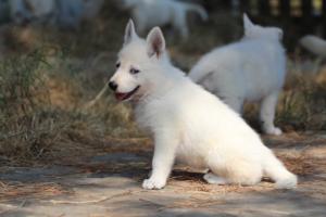 White-Swiss-Shepherd-Puppies-06062019-0536