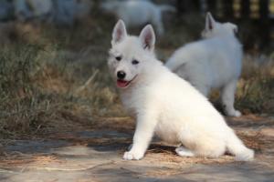 White-Swiss-Shepherd-Puppies-06062019-0538