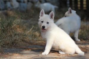White-Swiss-Shepherd-Puppies-06062019-0539