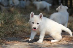 White-Swiss-Shepherd-Puppies-06062019-0540