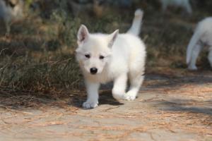 White-Swiss-Shepherd-Puppies-06062019-0542