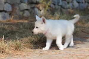 White-Swiss-Shepherd-Puppies-06062019-0543