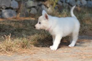 White-Swiss-Shepherd-Puppies-06062019-0544