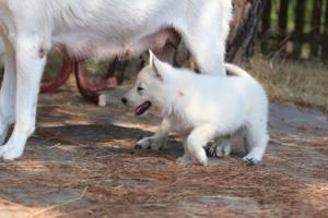 White-Swiss-Shepherd-Puppies-06062019-0545