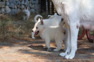 White-Swiss-Shepherd-Puppies-06062019-0546