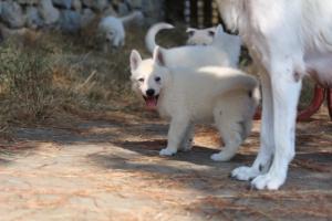 White-Swiss-Shepherd-Puppies-06062019-0547