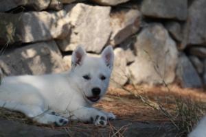 White-Swiss-Shepherd-Puppies-06062019-0550