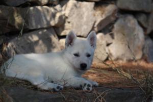 White-Swiss-Shepherd-Puppies-06062019-0551