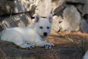 White-Swiss-Shepherd-Puppies-06062019-0552